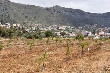 Plantación de 4.400 almendreros, nogales, higueras y olivos en Valsequillo (Foto TA)